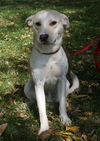 Ziggy-ADOPTED 12.26.12
