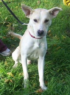 Ziggy-ADOPTED 12.26.12