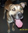 Archie-ADOPTED 01.24.13