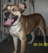 Archie-ADOPTED 01.24.13