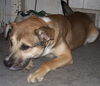 Archie-ADOPTED 01.24.13
