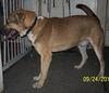 Archie-ADOPTED 01.24.13