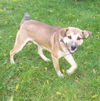 Archie-ADOPTED 01.24.13