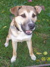 Archie-ADOPTED 01.24.13