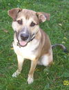 Archie-ADOPTED 01.24.13