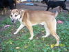 Archie-ADOPTED 01.24.13