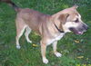 Archie-ADOPTED 01.24.13
