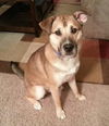 Archie-ADOPTED 01.24.13