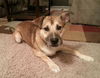 Archie-ADOPTED 01.24.13