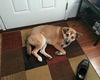 Archie-ADOPTED 01.24.13