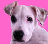 Apple - ADOPTED 09.29.12