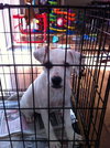 Apple - ADOPTED 09.29.12