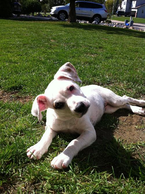 Apple - ADOPTED 09.29.12