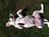 Apple - ADOPTED 09.29.12
