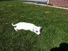 Apple - ADOPTED 09.29.12