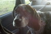 Moosely - ADOPTED 01.20.17 (Missing contract)