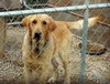 Rusty-ADOPTED 10.20.12