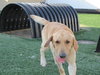 Rusty-ADOPTED 10.20.12