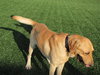 Rusty-ADOPTED 10.20.12