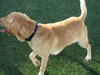 Rusty-ADOPTED 10.20.12