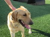 Rusty-ADOPTED 10.20.12