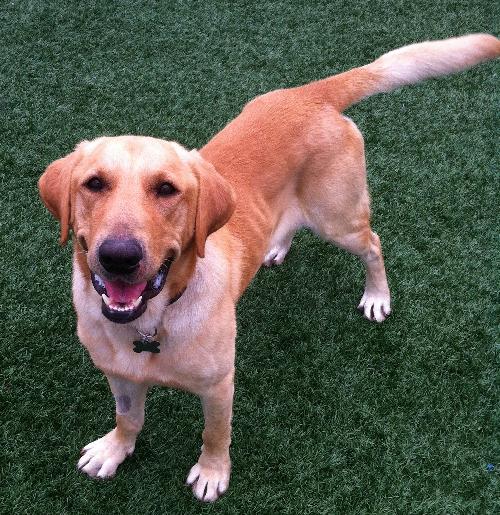 Rusty-ADOPTED 10.20.12
