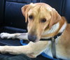 Rusty-ADOPTED 10.20.12