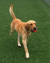 Rusty-ADOPTED 10.20.12