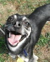 Tommy - ADOPTED 01.13.14