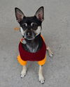 Tommy - ADOPTED 01.13.14