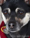 Tommy - ADOPTED 01.13.14