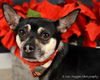 Tommy - ADOPTED 01.13.14
