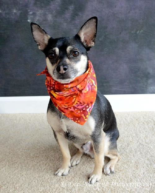 Tommy - ADOPTED 01.13.14