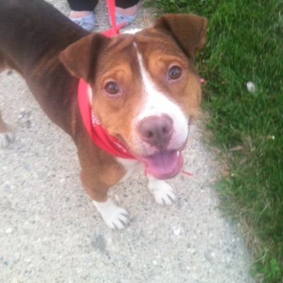 Holden-ADOPTED 02.03.13