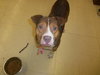 Holden-ADOPTED 02.03.13