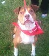 Holden-ADOPTED 02.03.13