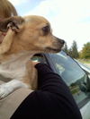 Feather-ADOPTED 10.03.12
