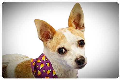 Felipe-ADOPTED 11.11.12