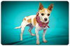 Felipe-ADOPTED 11.11.12