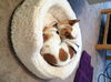 Felipe-ADOPTED 11.11.12