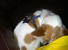 Felipe-ADOPTED 11.11.12