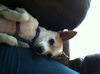 Felipe-ADOPTED 11.11.12