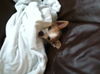 Felipe-ADOPTED 11.11.12