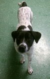 Mercedes - ADOPTED 09.26.15