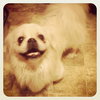 Rocco-ADOPTED 10.21.12