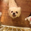 Rocco-ADOPTED 10.21.12