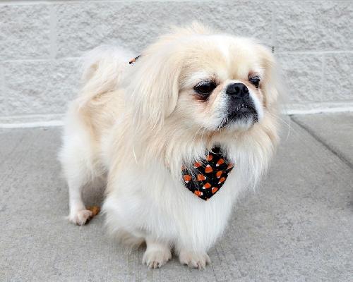 Rocco-ADOPTED 10.21.12