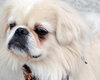 Rocco-ADOPTED 10.21.12