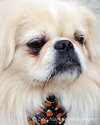 Rocco-ADOPTED 10.21.12