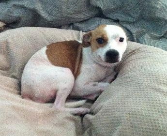 Cider - ADOPTED (Missing Contract)